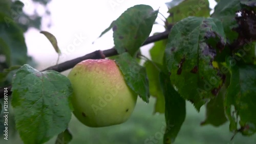 Hand chekking unripe fruit from an apple fruit tree branch. Static closeup shot. photo