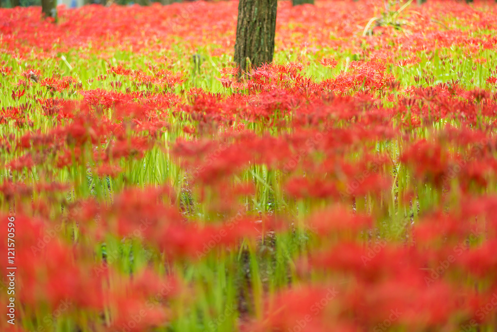 曼珠沙華