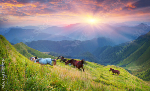 Horses on the mountain top © panaramka
