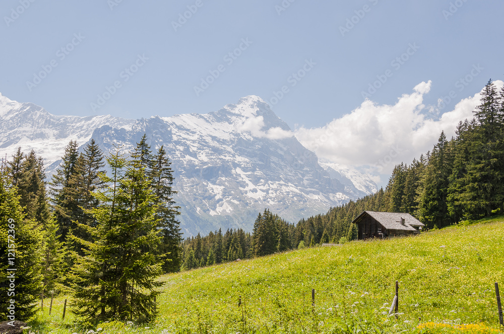 Grindelwald, First, Berner Oberland, Eiger, Mönch, Jungfrau, Wanderweg, Bergwiese, Bergkräuter