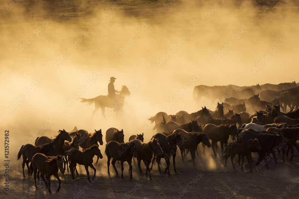 Western cowboys riding horses, roping wild horses.