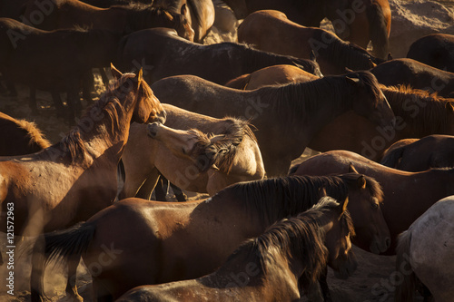 Wild horses playing at sunset
