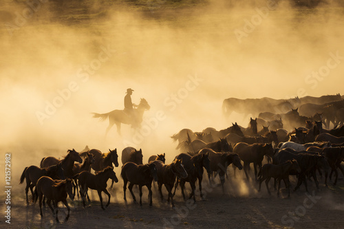 Western cowboys riding horses, roping wild horses. © danmir12
