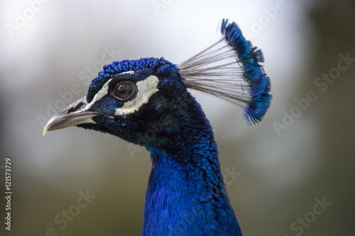 Peacock head