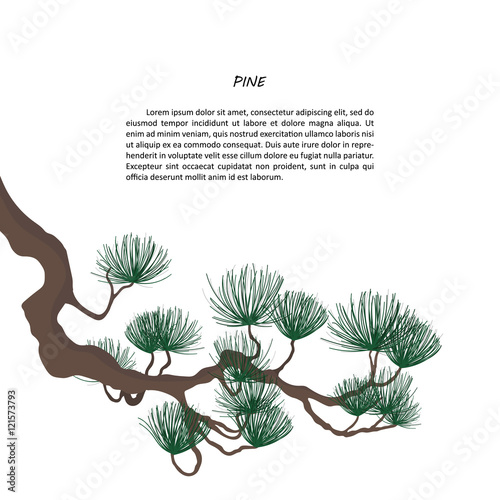 Pine branch on a white background