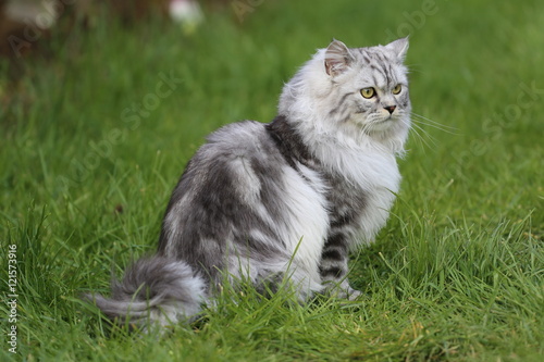 Grey Persian Ragdoll kitten playing in the garden