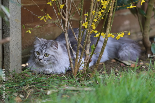 Grey Persian Ragdoll kitten playing in the garden