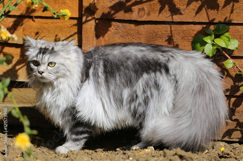 Grey Persian Ragdoll kitten playing in the garden
