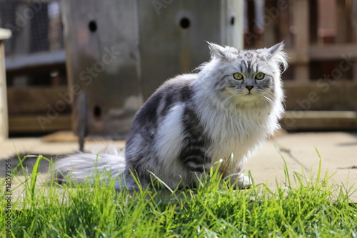 Grey Persian Ragdoll kitten playing in the garden