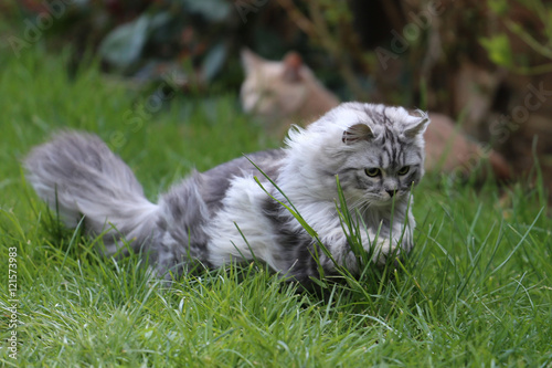 Grey Persian Ragdoll kitten playing in the garden