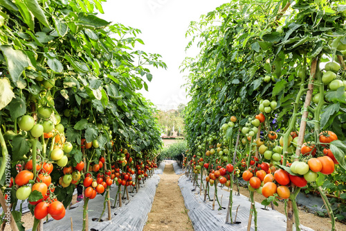 Tomato cultivation asia style.
