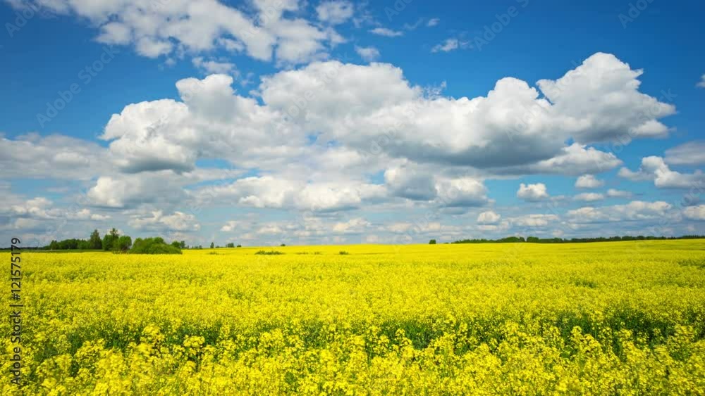 Blooming rapeseed field, panoramic time-lapse Blooming rapeseed field, panoramic time-lapse