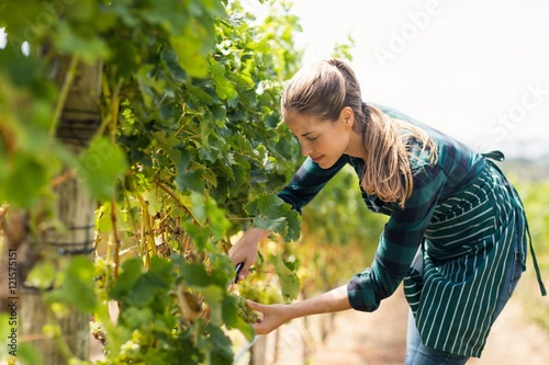 Tableau sur toile Young woman harvester working