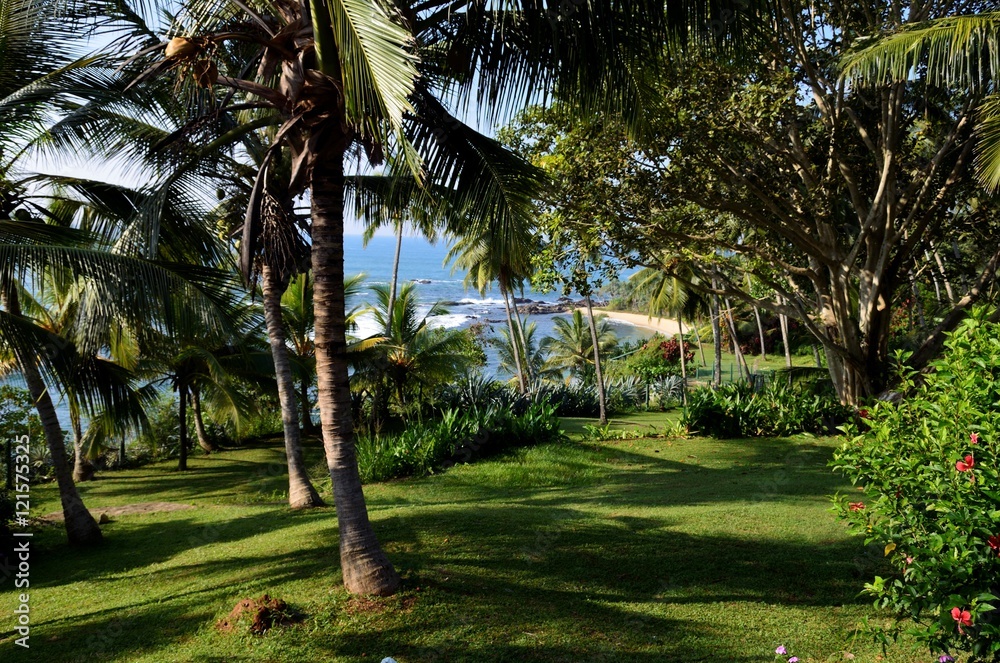 Views of the deserted beach of Sri Lanka through the palm trees