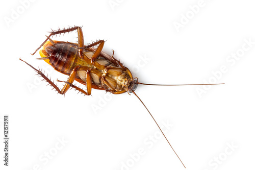 cockroach on white background © comenoch