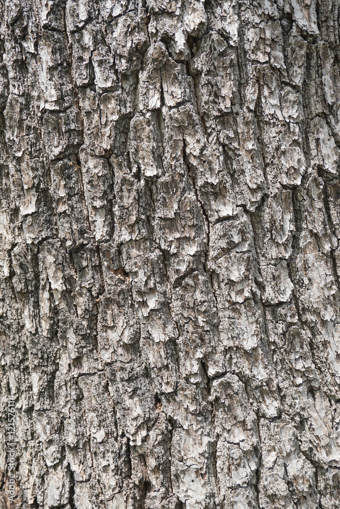 Tree Bark Texture. Gray Rough Wood Surface. Tree Bark Texture. Gray Rough Wood Surface.