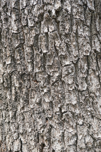 Tree Bark Texture. Gray Rough Wood Surface.