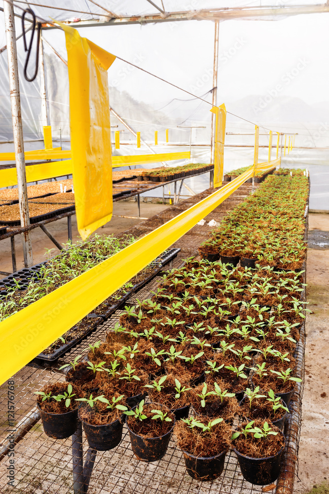 Tomato cultivation : Cultured seedlings morning time Tomato cultivation : Cultured seedlings morning time