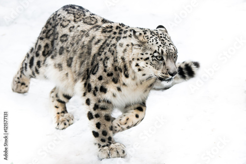 Snow Leopard on the Run