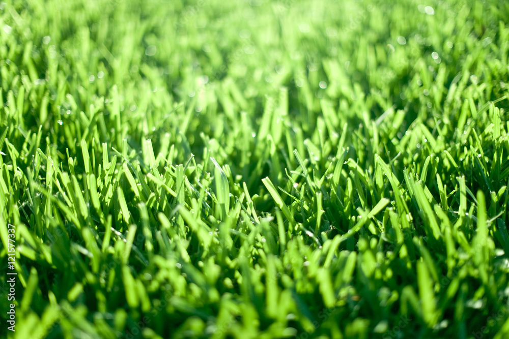 Great Grass Great Grass