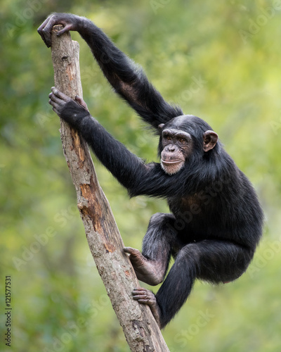 Fotobehang Chimpanzee XIX