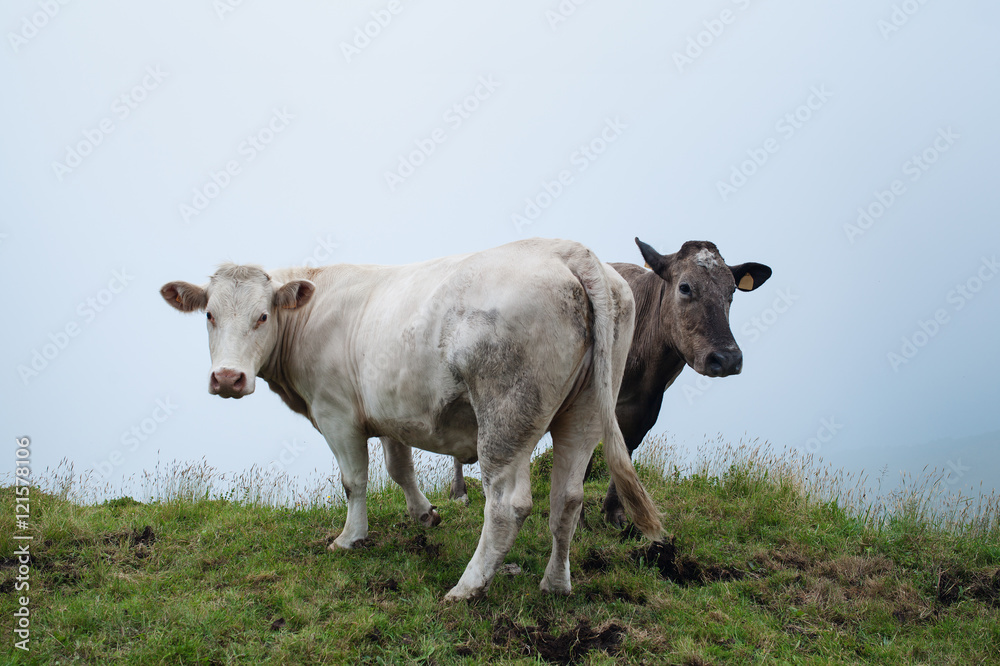 Two cows on a green field of grass in the fog Two cows on a green field of grass in the fog
