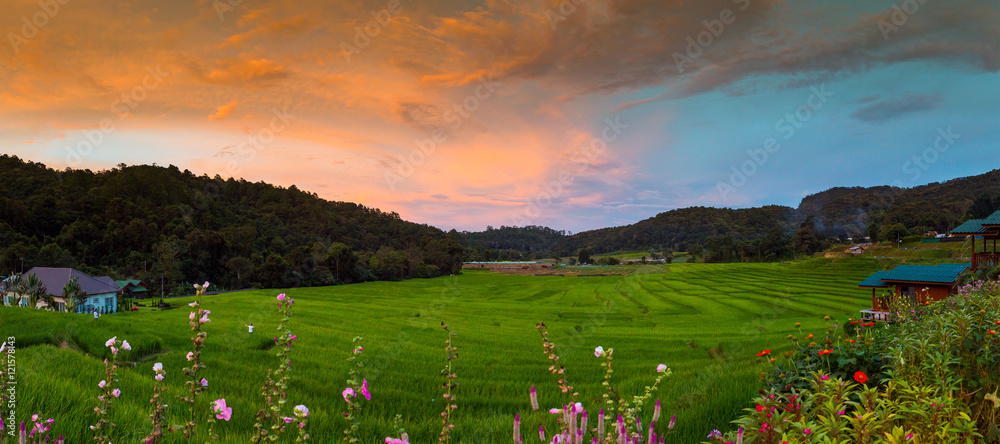 Sunset Terraced Rice Field in Chiangmai, Thailand