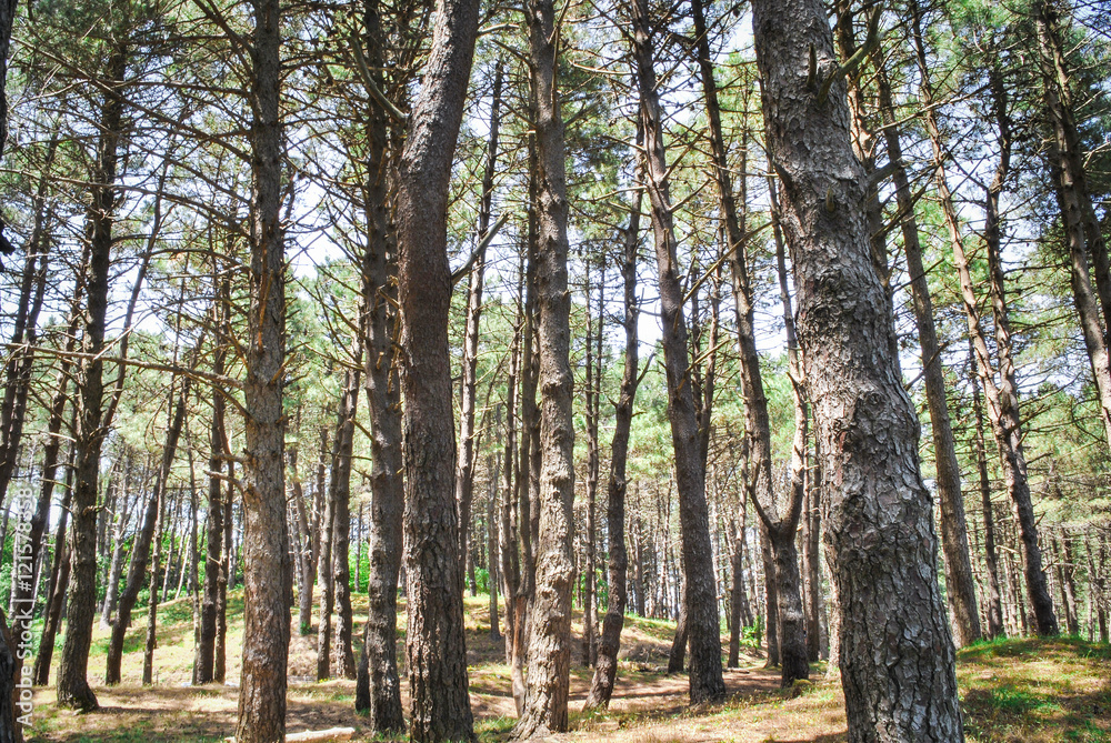 Fototapeta premium The forest at sunrise