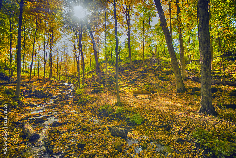Fototapeta premium Fall forest colors in Ontario