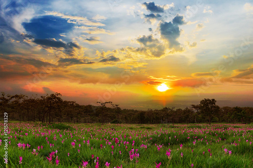 Sunrise at Siam tulip fields Sai Thong National Park. © subinpumsom