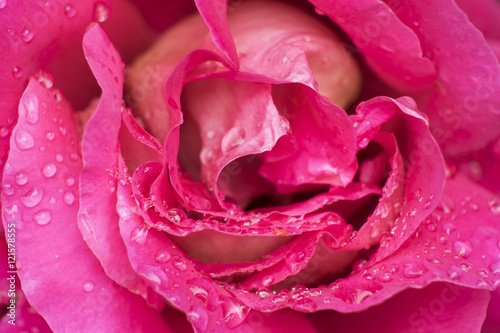 Close up photo of roses flower in pink color