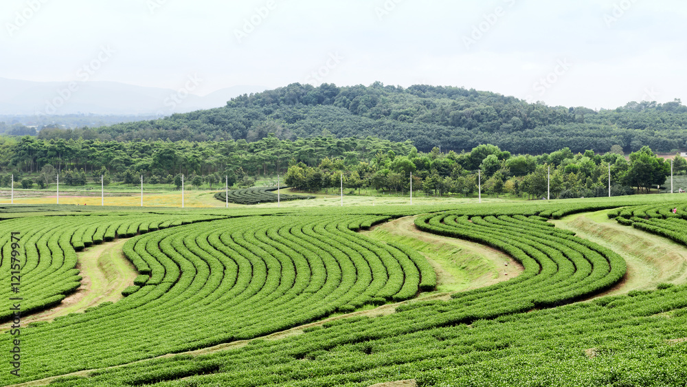 Cultivation of tea plantations natural northern Thailand.