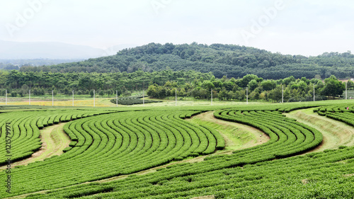 Cultivation of tea plantations natural northern Thailand. © 501room