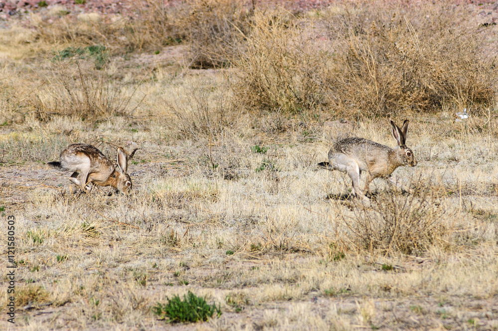 Fototapeta premium Very Large Array,