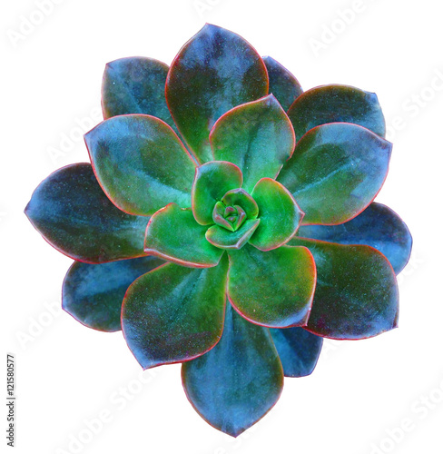 Succulent Clip Art