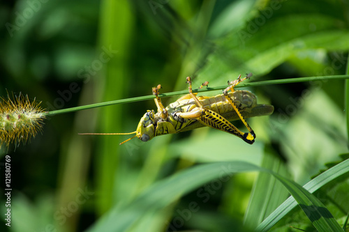 Just hangin' around/A beautiful grasshopper just hangin around on a beautiful summer day. photo