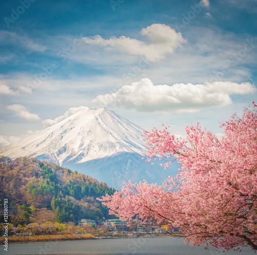 Mountain Fuji in spring ,Cherry blossom Sakura