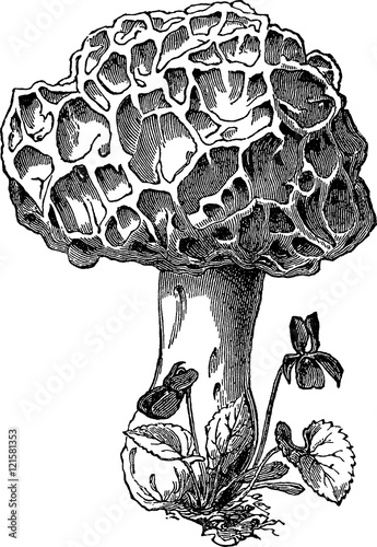 Vintage image mushroom photo