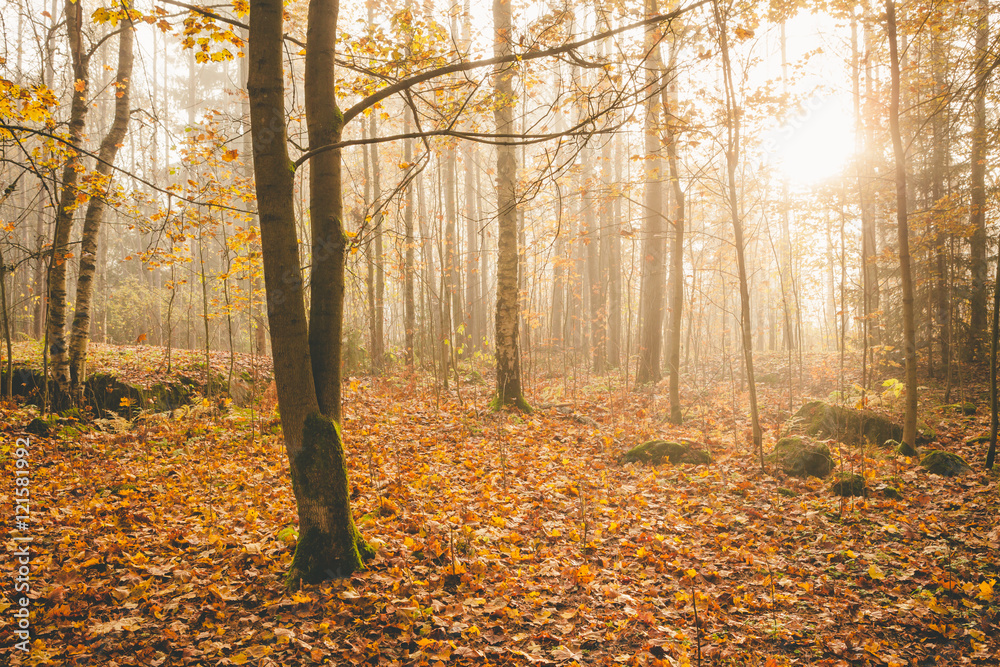 Foggy morning sun light forest