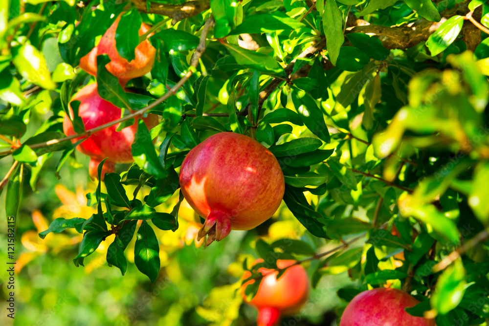 Beautiful Pomegranate fruits on a branch Beautiful Pomegranate fruits on a branch