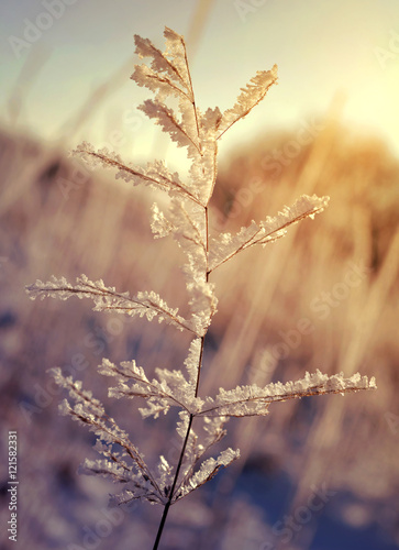 Frozen plant at sunrise. Nature background.