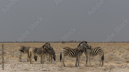 Cuddling zebras