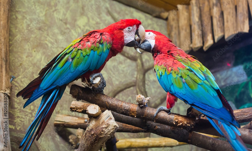 Obraz premium cockatoo parrots