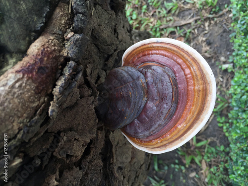 Brown mushrooms on a tree trunk