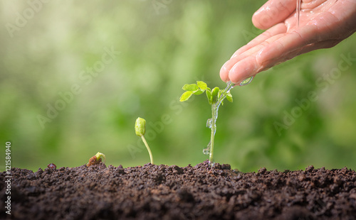 Hands watering green plants.
