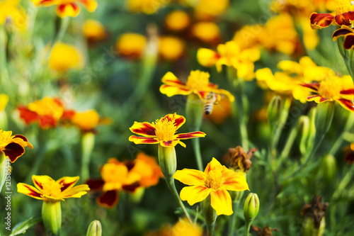 Fototapeta Naklejka Na Ścianę i Meble -  Marigold flowers, Yellow marigold flowers in the garden, Yellow and orange marigolds.