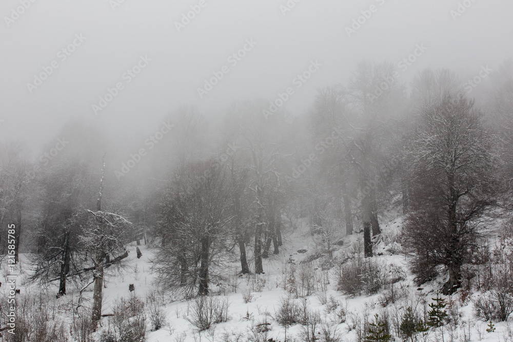 Fototapeta premium Winter in Derazno, Golestan, Iran
