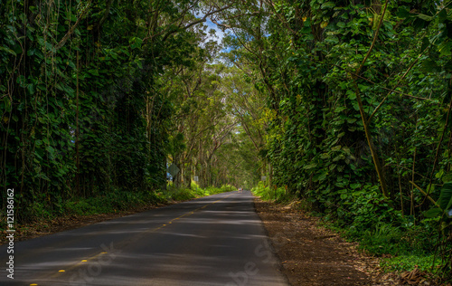 tree tunnel, maluhia road, kauai, hawaii