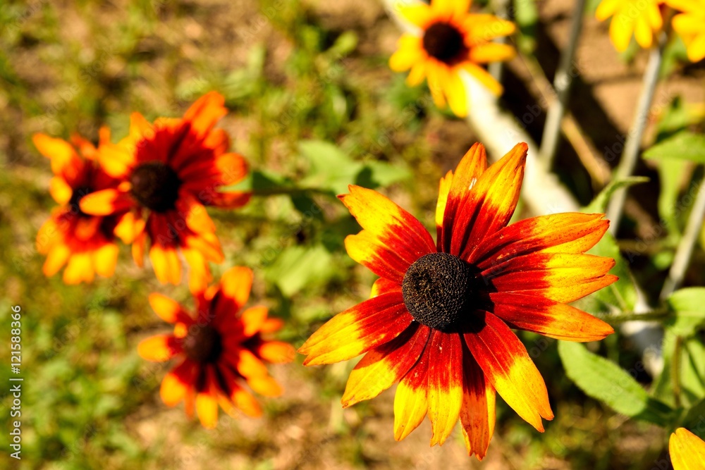 Some daisies. Some daisies.