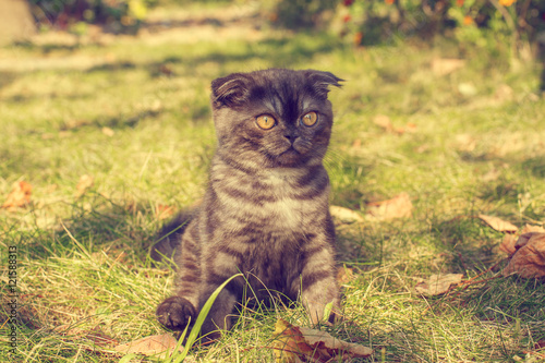 kitten on the grass in the autumn © natamrt